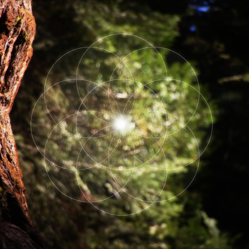 Breath of the Forest